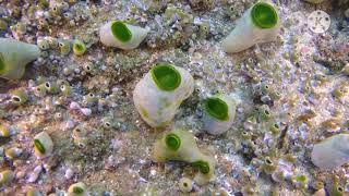 BIIPA B - Rifi Amelia - Beautiful Coral Reefs, One of the Biodiversity in the Indonesian Sea