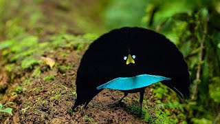 Superb Bird-of-Paradise's Incredible Courtship Dance | David Attenborough | Bird Documentary