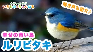 ルリビタキ - 青い羽を持つ美しいヒタキ！鳴き声も紹介