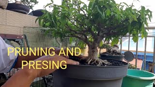 MENENTUKAN DEMENSI RUANG  DENGAN CARA PRUNING AND CUTIING BONSAI ANTING PUTRI SMALL