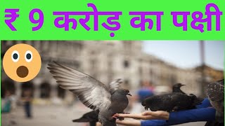 ₹ 9 करोड़ का पक्षी।The bird worth ₹ 9 crore।Fact channel