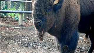 Snort of American bison.アメリカバイソンの鼻息。