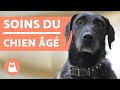 LES CHIENS ÂGÉS 🐶 Problèmes de comportement habituels