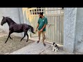 Turab Horse Agea Mini Zoo Main || Shehr Main Dihat || Turab And Sibtain