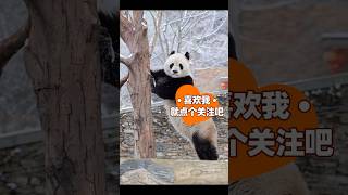 #熊猫 #panda 蔓越煤好帅啊，这身材可太好了！ 😍😍