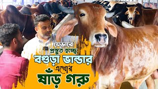 যেভাবে প্রস্তুত হচ্ছে ভান্ডার এগ্রো ফার্মের বিশাল দেহের ষাঁড় গরু | Beef Fattening Farm Bogura