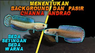 Background dan Pasir untuk ikan Channa Andrao??