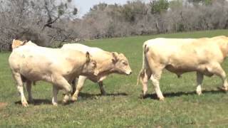 Charolais and Brangus Bulls