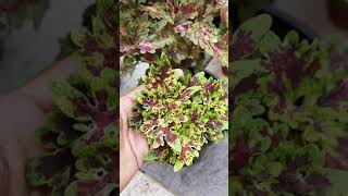 Varieties Of Coleus plants available