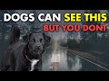 20 Things Your Dog Can See  Feel But You Can't | The Sixth Sense Of Animals
