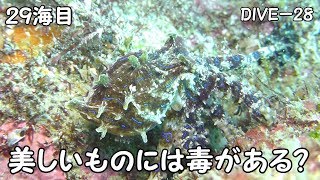 【ダイビング】和歌山県須江内浦ビーチの堤防沿いがとんでもなかった　（２９海目）