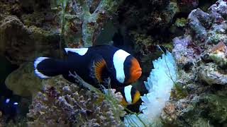 Amphiprion polymnus橘頭橘胸鰭黑鞍背小丑Saddleback anemonefish