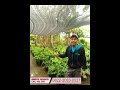 Call 0822-2083-0527 (Tsel) Bibit Pisang Raja Klaten, Bibit Pisang Raja Bulu Kuning