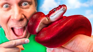 Hatching A Red Ball Python?