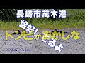 トンビの不思議でおかしい姿を目撃！？茂木港