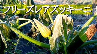 【本格的に冬】寒さを共有したいだけの動画。