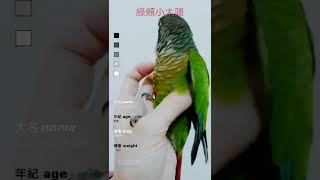 麻吉右mochiyo綠頰小太陽鸚鵡的首部影片The first video of the green-cheeked parrot