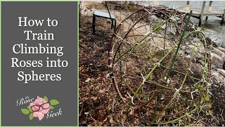 🌹 How to train rose climbers / Peggy Martin / zone 8a / Rose into spheres designs