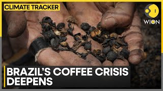 Climate Change Hits Brazil’s Coffee Industry | WION Climate Tracker