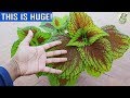 COLEUS - Dos & Donts | Important Points on Coleus Care and Propagation