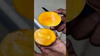 Moovandan mango (the mango that blooms thrice in a year)