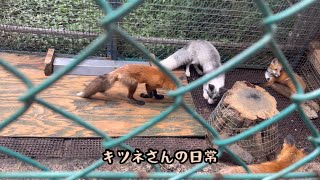 キツネさんの日常　in宮城蔵王キツネ村