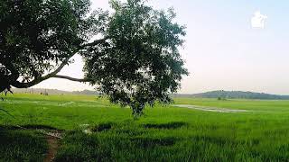 Rice Garden പുഞ്ചപ്പാടം