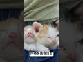 横並び同時多発寝落ち 猫 cat 子猫 kitten 保護猫 ねこ animal babycat こねこ cute shorts