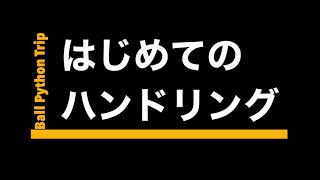 #5 はじめてのハンドリング　ボールパイソン　初心者　爬虫類