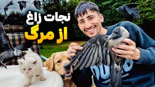 😭 مبین خودش را به خطر انداخت تا زاغ را نجات بته  😱آیا زاغ نجات پیدا کرد؟