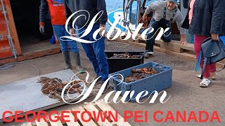 Getting Live Freshly Caught LOBSTERS At Georgetown PEI Canada