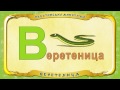 Мультипедия животных. Буква В Веретеница