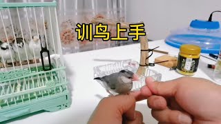 训练小鸟上手