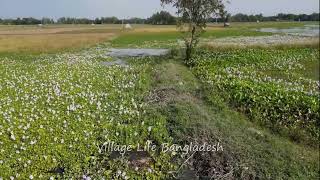 গ্রামের নদী নালা  নালা, খাল বিল, বক সহ অসাধারণ দৃশ্য দেখুন পাখীর চোখে - Village Life Bangladesh