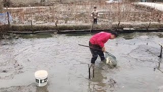 农村过年干鱼塘,阿文家养了3年的草鱼,把水放干看看能收获多少鱼