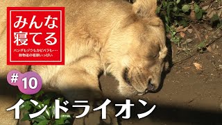 百獣の王たちの無防備な寝姿！／Sleeping Asiatic Lion