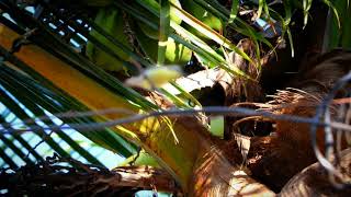 Lotens sunbird (female)