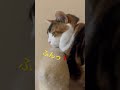 ねこ猫×8 ご機嫌ナナメ⁉️ ねこ ねこのいる生活 ねこのいる暮らし ねこ好き ねこのきもち 保護猫