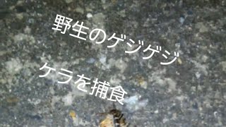 野生のゲジゲジ ケラを捕食！