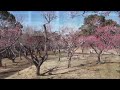 青葉の森公園の梅園｜aobanomori park plum blossoms｜aoba cho chuo ku chiba city japan