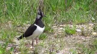 Vivak - Vanellus vanellus - Northern lapwing with a chick