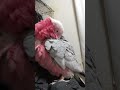 うちのインコが羽づくろい。 shorts short インコ