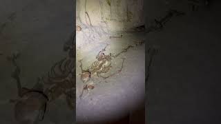 Exploring Paris - The Catacombs || The Skeleton #abandoned #paris #urbex #explore