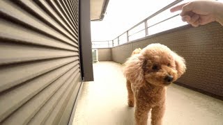 私の犬は、ボール遊びで指示待ちトイプードル/\