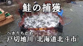 鮭の捕獲／戸切地川(北海道北斗市)