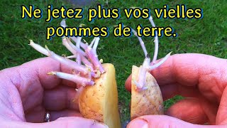 Ne jetez pas vos vielles patates. Divisez et plantez gratuitement !