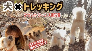 犬と乗れるゴンドラで山に行き散歩してドックランで走り回った　パピヨン　ゴールデンドゥードル　［マウントジーンズ那須］