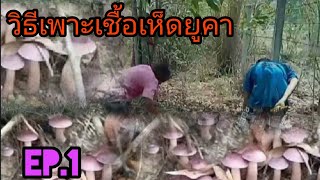 วิธีเพาะเห็ดยูคา (ผึ้ง) EP.1 ตอน หาเชื้อเห็ดแก่ไปทำเชื้อเห็ด