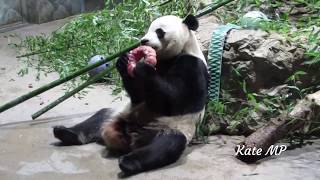 Panda Bei Bei's Thanksgiving Treat