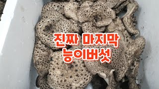 진안전통시장 마지막 능이버섯/항암효과/면역력에 좋은 버섯